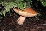 wild mushrooms