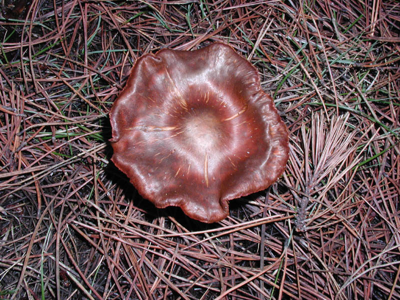 Mushroom 1 Enlargement P01114022