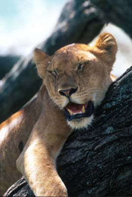 Close-up of Lion at Lake Manyara