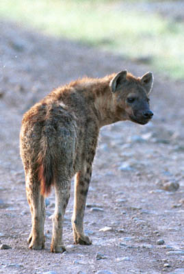 Hyena in Ngorongoro Crater