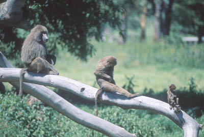 Baboon in the Ngorongoro Crater