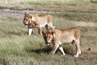 Picnic Lions in the Serengeti