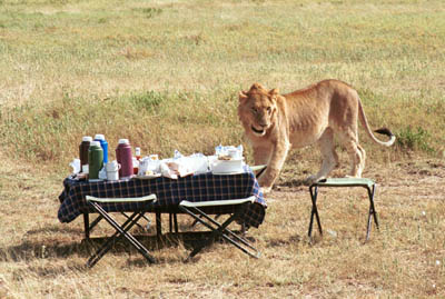 Picnic Lion in the Serengeti
