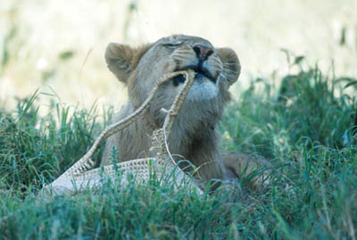 Picnic Lions in the Serengeti