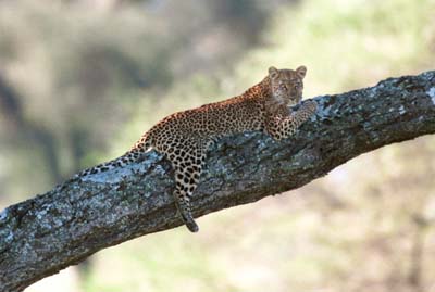 Leopard Cub in Tarangire