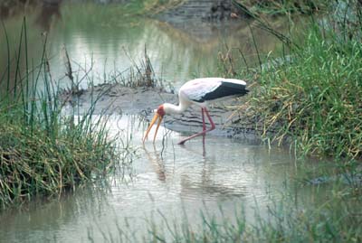 Yellow-billed Stork in Tarangire