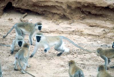 Vervet Monkeys in Tarangire