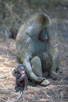 Infant and father baboon