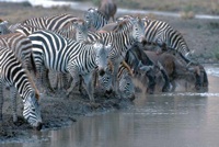 Zebra at the water hole
