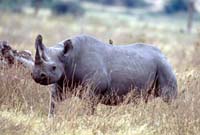 Rhinoceros in Ngorongoro Crater