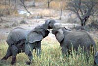 Elephant dispute