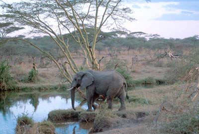 Elephant in the Evening