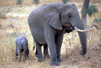 Mother and Infant Elephant