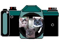 Three Kitty Photo Logo
