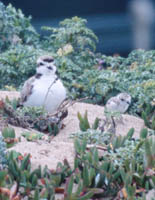 Plover and chick