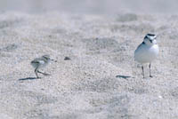 Plover with chick