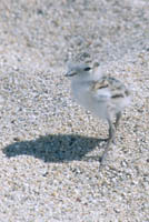 Plover chick