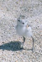 Plover chick