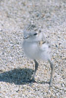 Plover chick