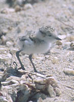 Plover chick