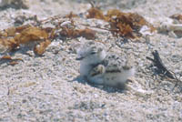 Plover chick