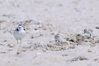 Plover and chick