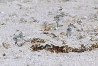 Three Plover Chicks