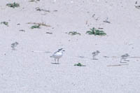 Parent with three chicks