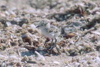 Plover chick