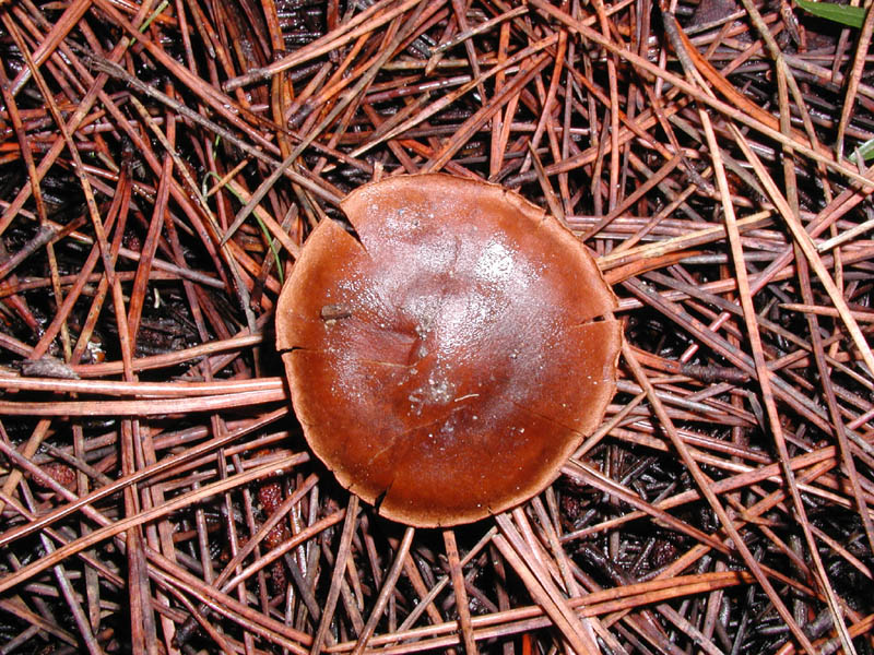 Mushroom 2 Enlargement P011140025