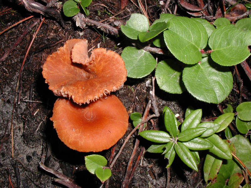 Mushroom 3 Enlargement P011140026