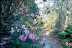 Rhododendron Image1