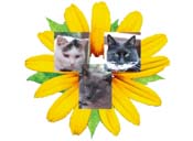 Three Kitty Gardens Logo