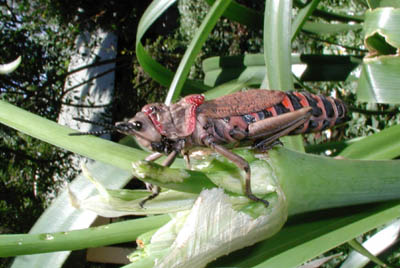 Locust at Gibbs Farm