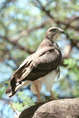 Osprey at Lion at Lake Manyara
