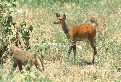 Bushbuck at Lake Manyara