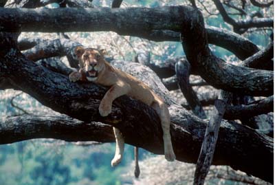 Lion in Tree at Lake Manyara