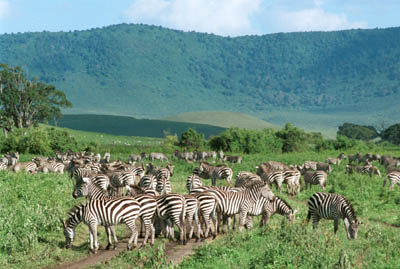 Zebra Herds in the Ngorongoro Crater