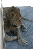 Lion resting next to our truck