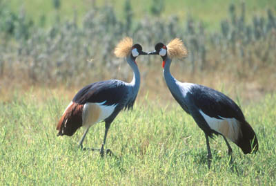 Crowned Cranes in the Ngorongoro Crater