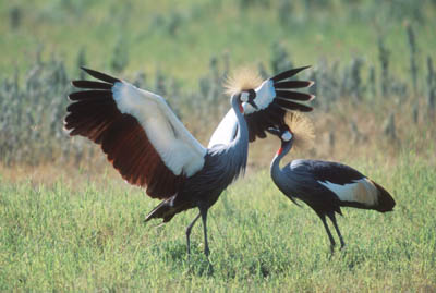 Crowned Cranes in the Ngorongoro Crater