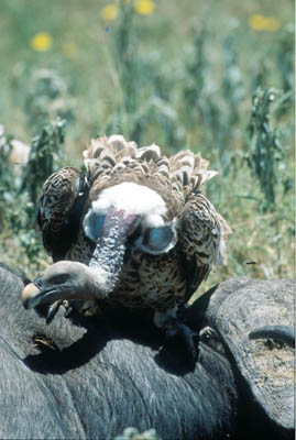 Vulture in Ngorongoro Crater