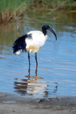 Sacred Ibis in Ngorongoro Crater