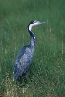 Heron in Ngorongoro Crater