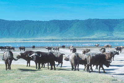 Buffalo in the Ngorongoro Crater