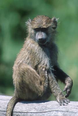 Baboon in Ngorongoro Crater