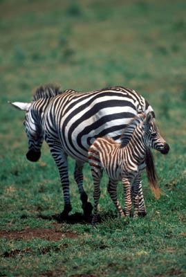 Zebra in Ngorongoro Crater