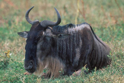 Wildebeest in the Ngorongoro Crater