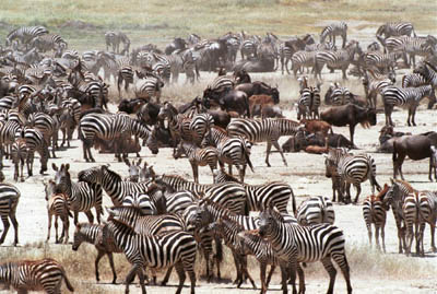 Zebra herds in the Serengeti