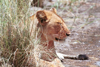 Lion in the Serengeti